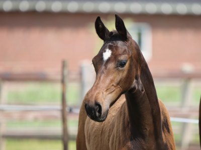 4 veulens op de Nationale Merrie- en Veulenkeuring