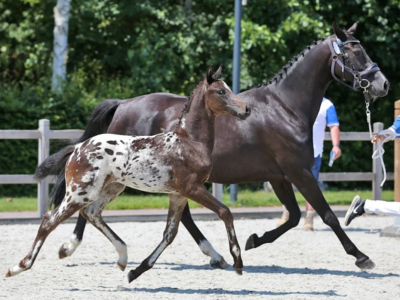 Ótimos Lugares gehuldigd als kampioen op de NRPS keuring in Tolbert