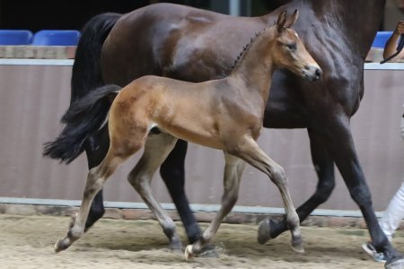 5.Visum vd Bantahoeve