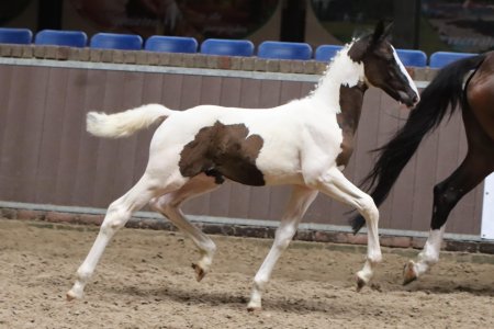 12.Vedran