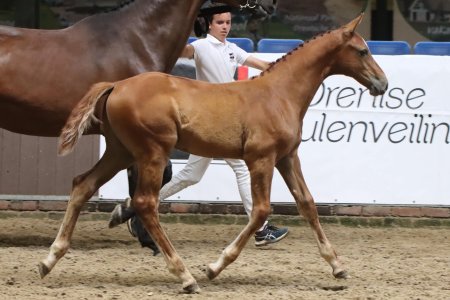14.Vygo