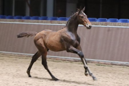 25.Vuberlina Paulina