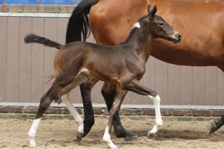 27.Van Noor