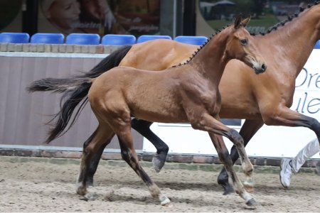 37.Verion K