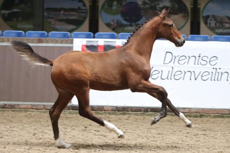 41.Vagant