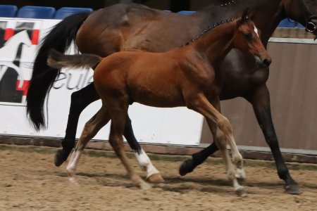 52.Velino 