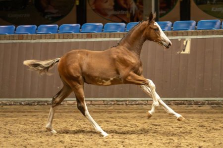 22. Abracadabra Z