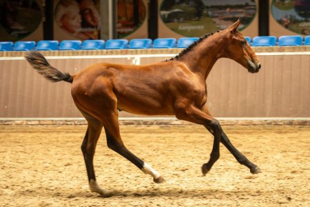 45. Warrant van de Danchastables