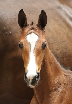 42.HorseDeals Princess Turquoise