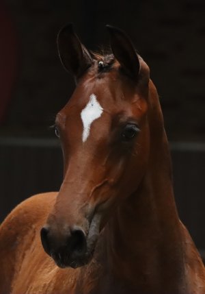 52.Velino 