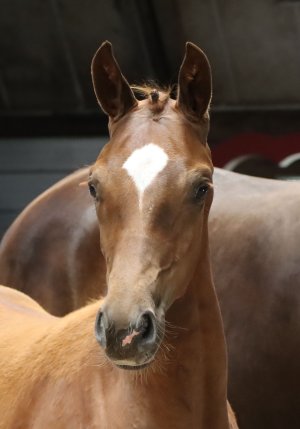 4.Vilana
