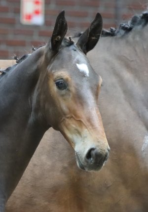 25.Vuberlina Paulina